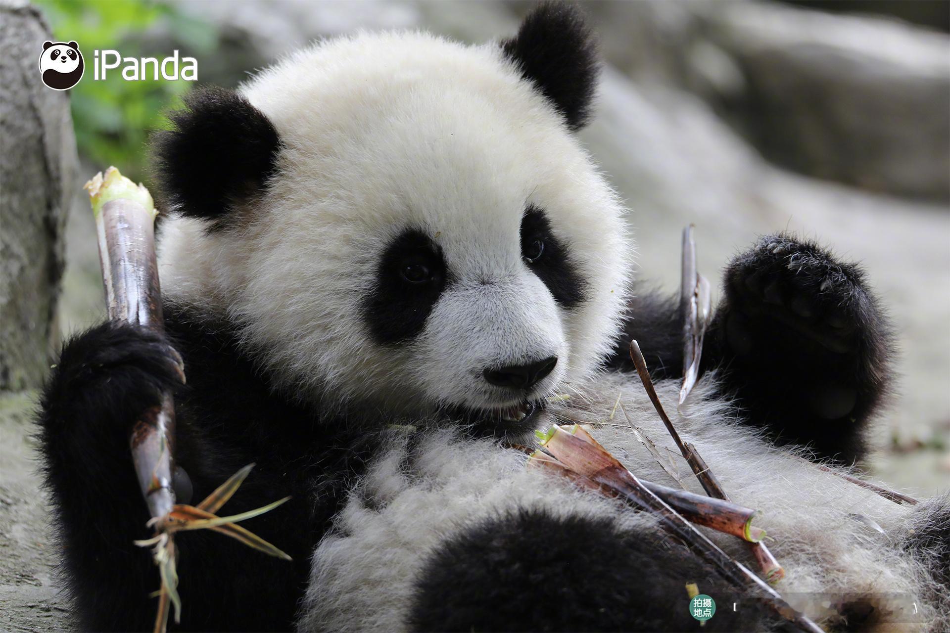 (ฅ´ω`ฅ) 早上好，来份又白又甜的“糯米团子”吗？[酷][酷] #iPand