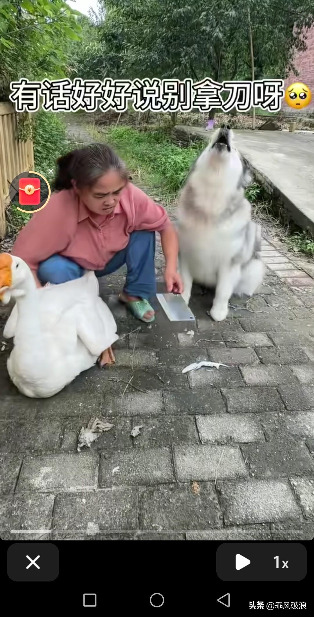 女主人右手握着一把菜刀，左手揪住鹅公，正打算杀鹅。心地善良的狗狗见状，立刻上前阻
