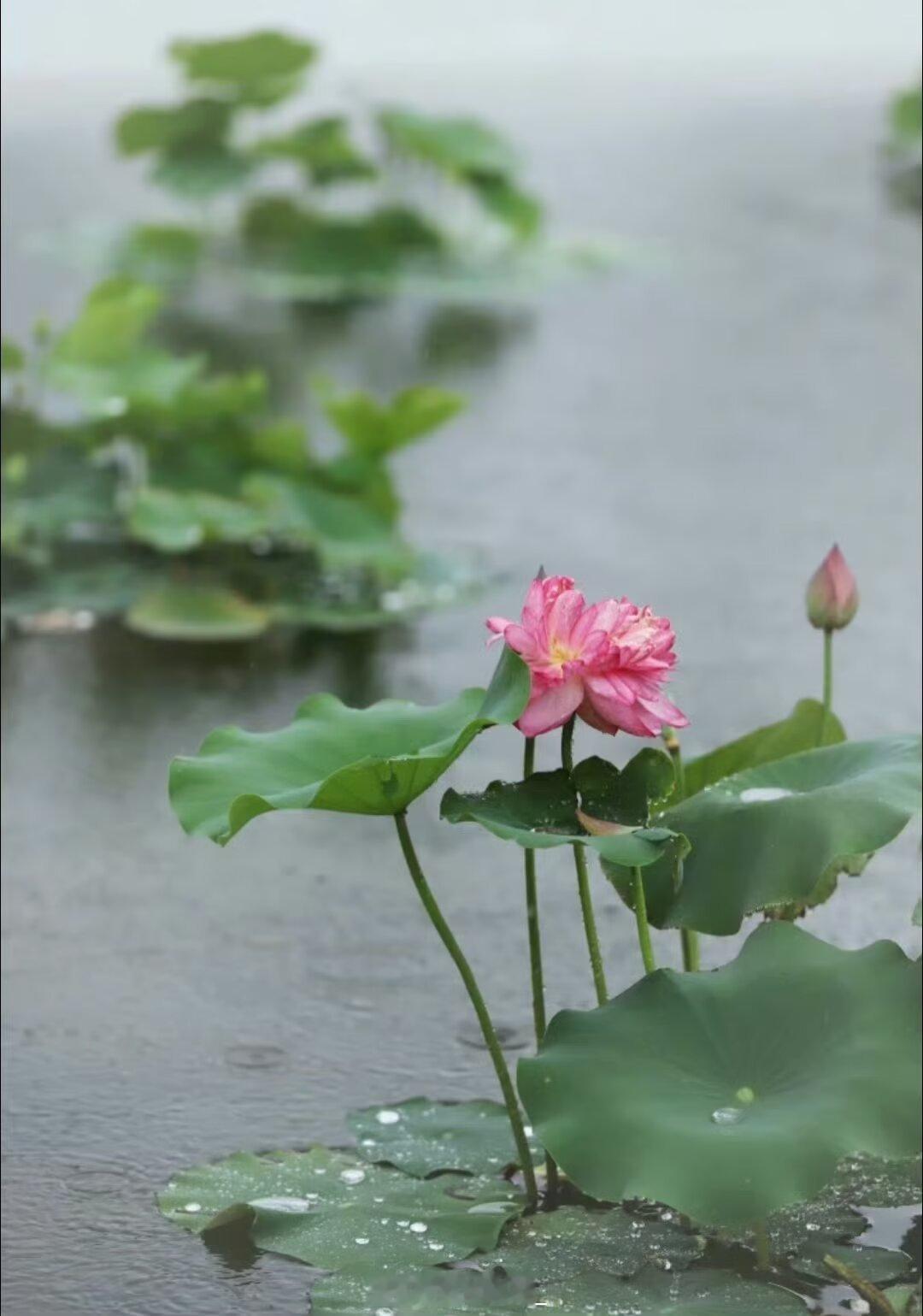 四川农业大学雅安校区 一池莲莲，满心好运。🍀🍀🍀生活手记朋友圈文案 雅安