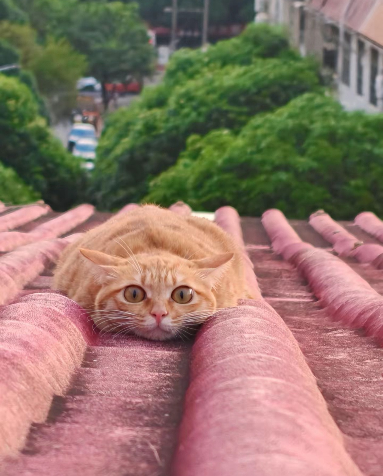 猫咪热化了