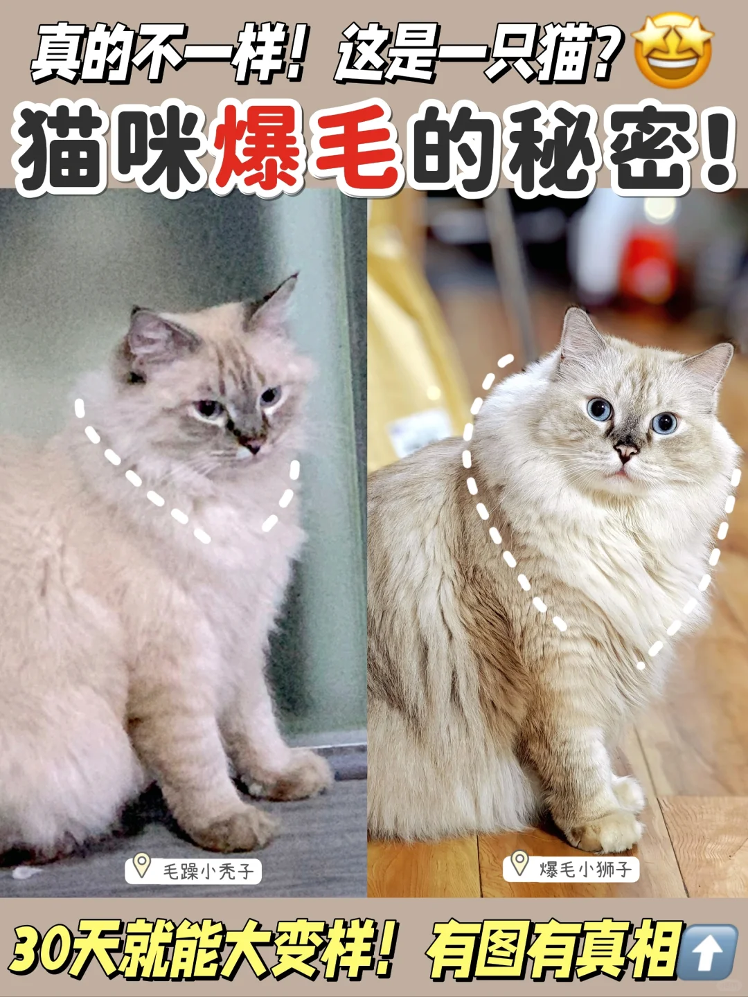 猫咪美毛猫粮怎么选？双11跟我囤囤囤