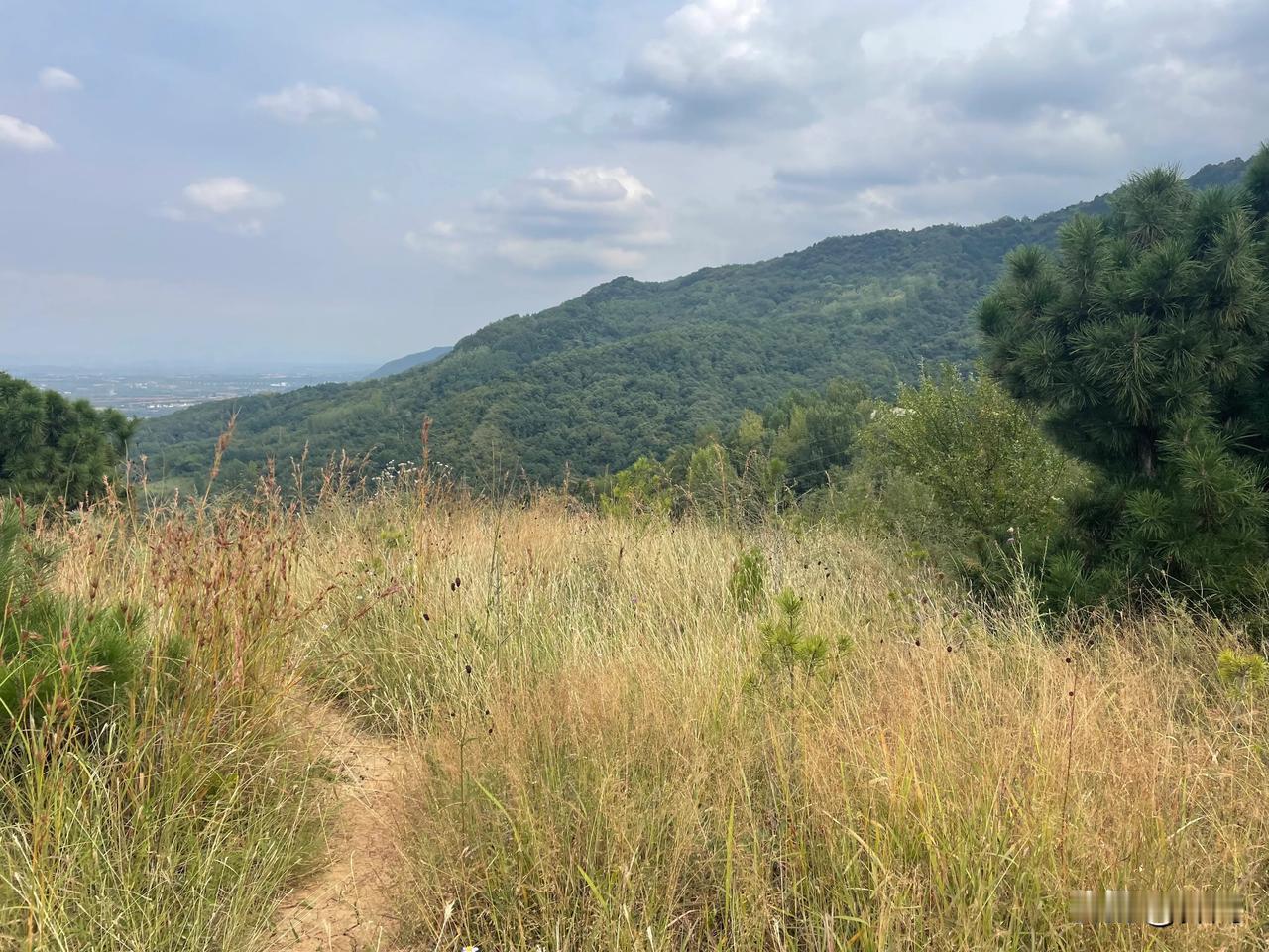 【七律•秋分大地换时装】
秋分大地换时装，五谷金黄丹桂芳。
柳荡风吹云淡淡，松描