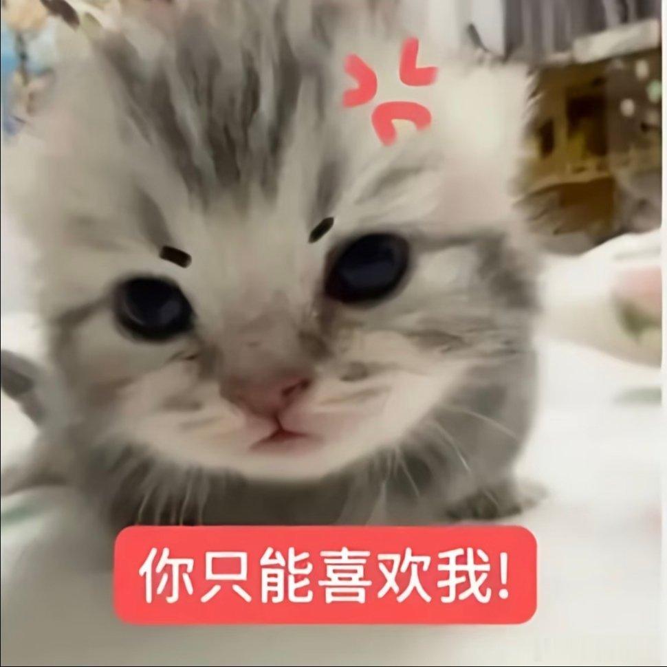 猫咪表情包~ 