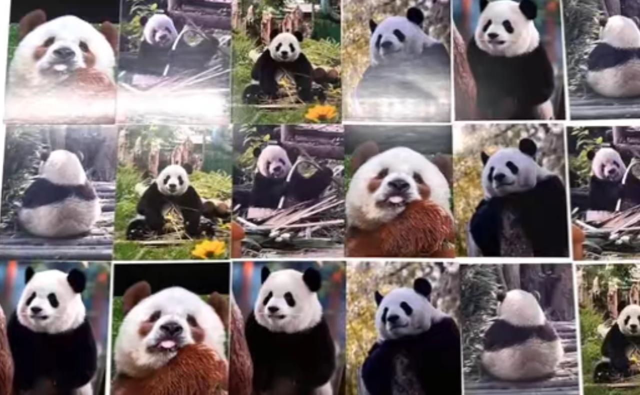 没想到杨洋也是熊猫粉，让他在一分钟内找出六只大熊猫三张相同卡片的位置，他首先找出