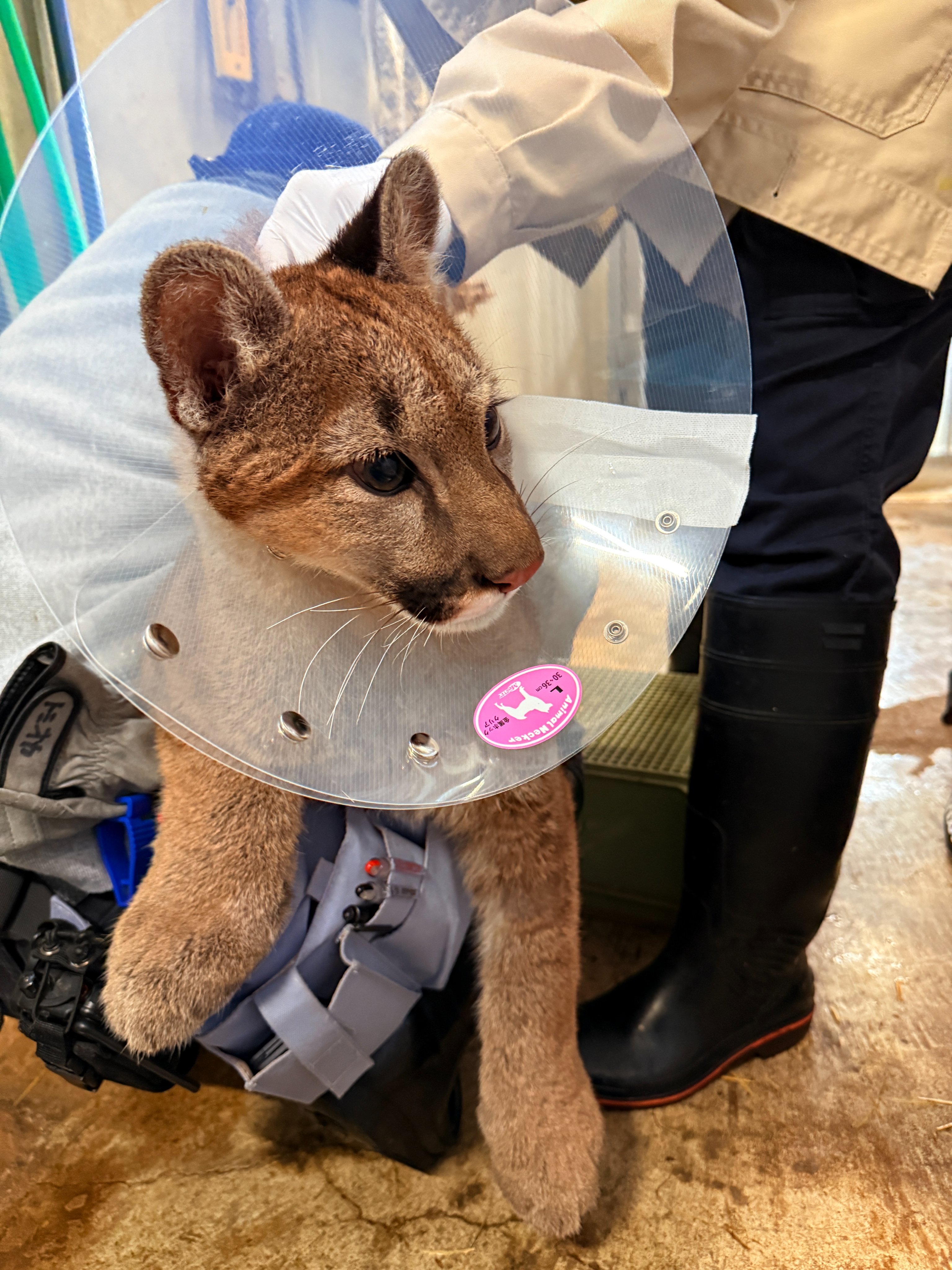 超级巨型的猫猫伊丽莎白圈在美洲狮宝宝体检采血的时候给戴上了很配合一宝宝了~【推：