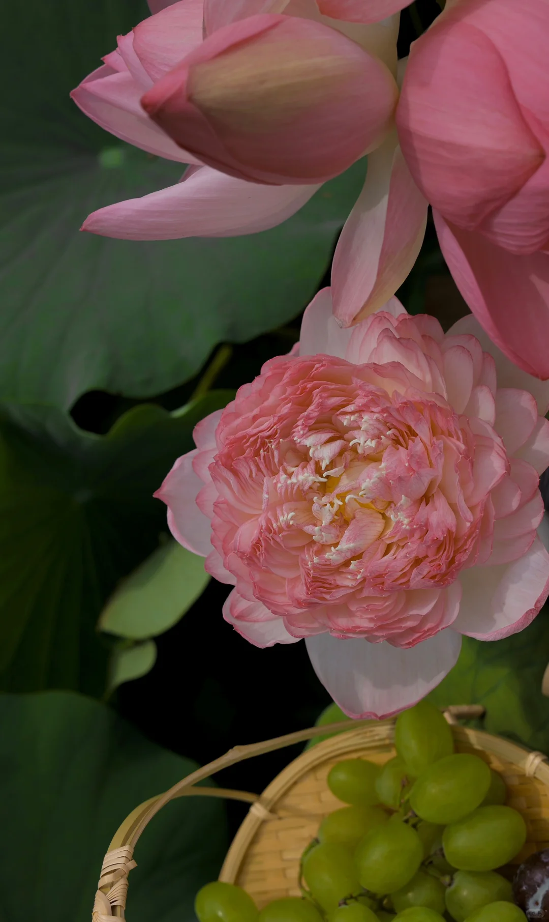 好运莲莲🪷荷气生财