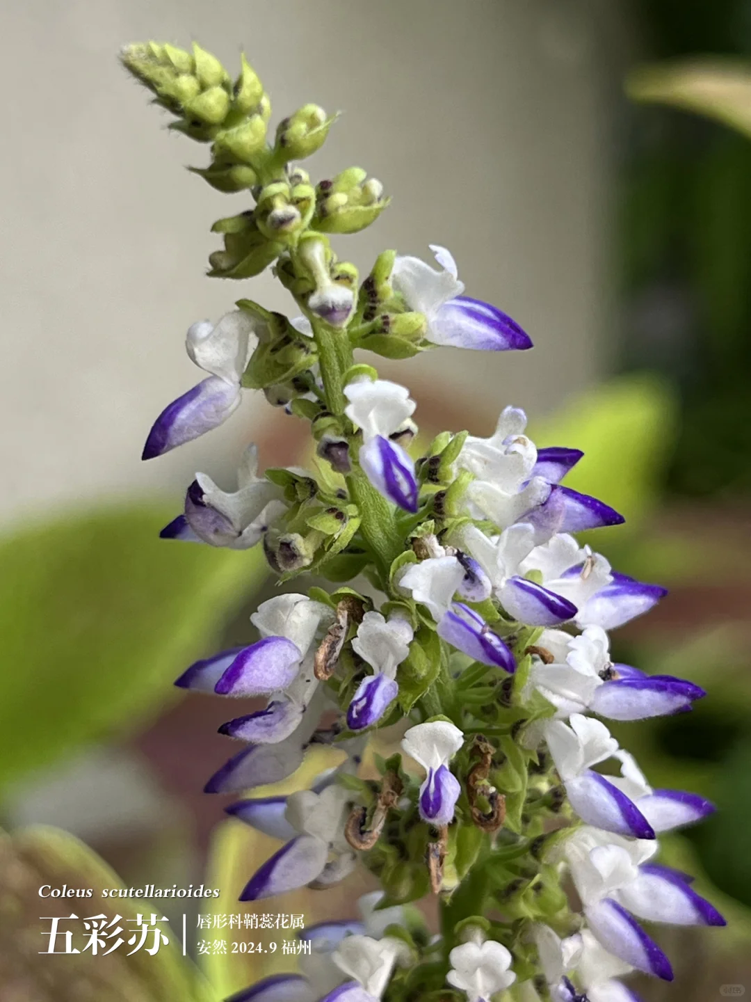 福州植物打标450｜色彩斑斓的五彩苏
