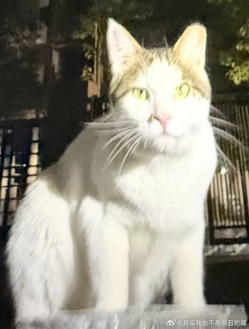 50228【丑猫】如果伤害我是你们的乐趣 那么 请排便 