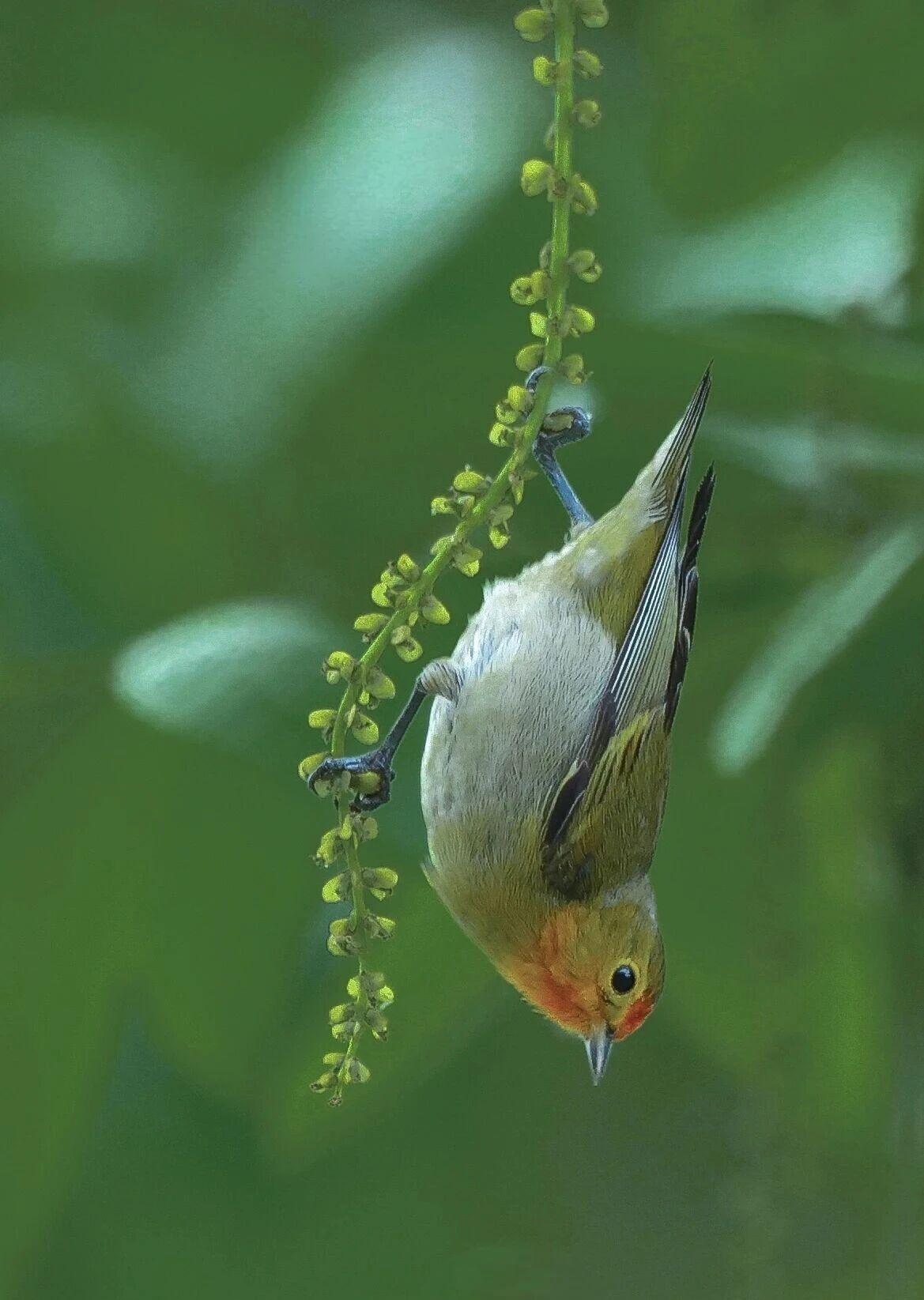 每天一鸟今天分享火冠雀
火冠雀（学名：Cephalopyrus flammice