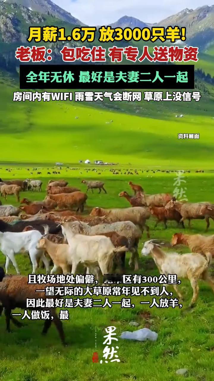 月薪1.6万放3000只羊！老板：包吃住，有专人送物资，全年无休，最好是夫妻二人