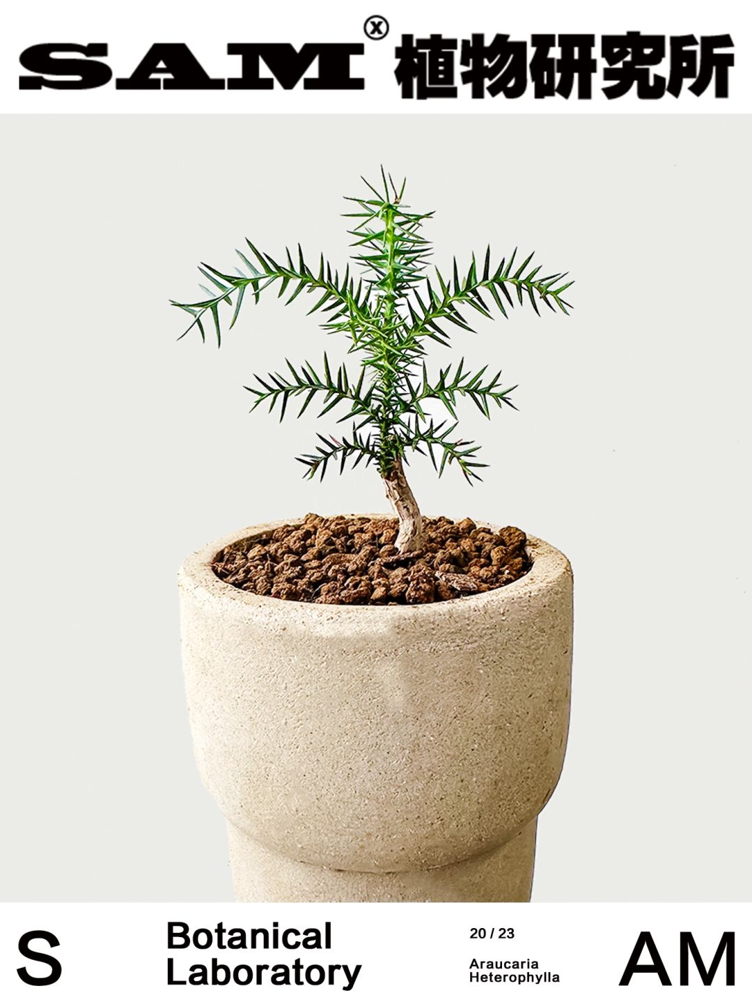 澳洲杉｜Araucaria Cunninghamii Mudie