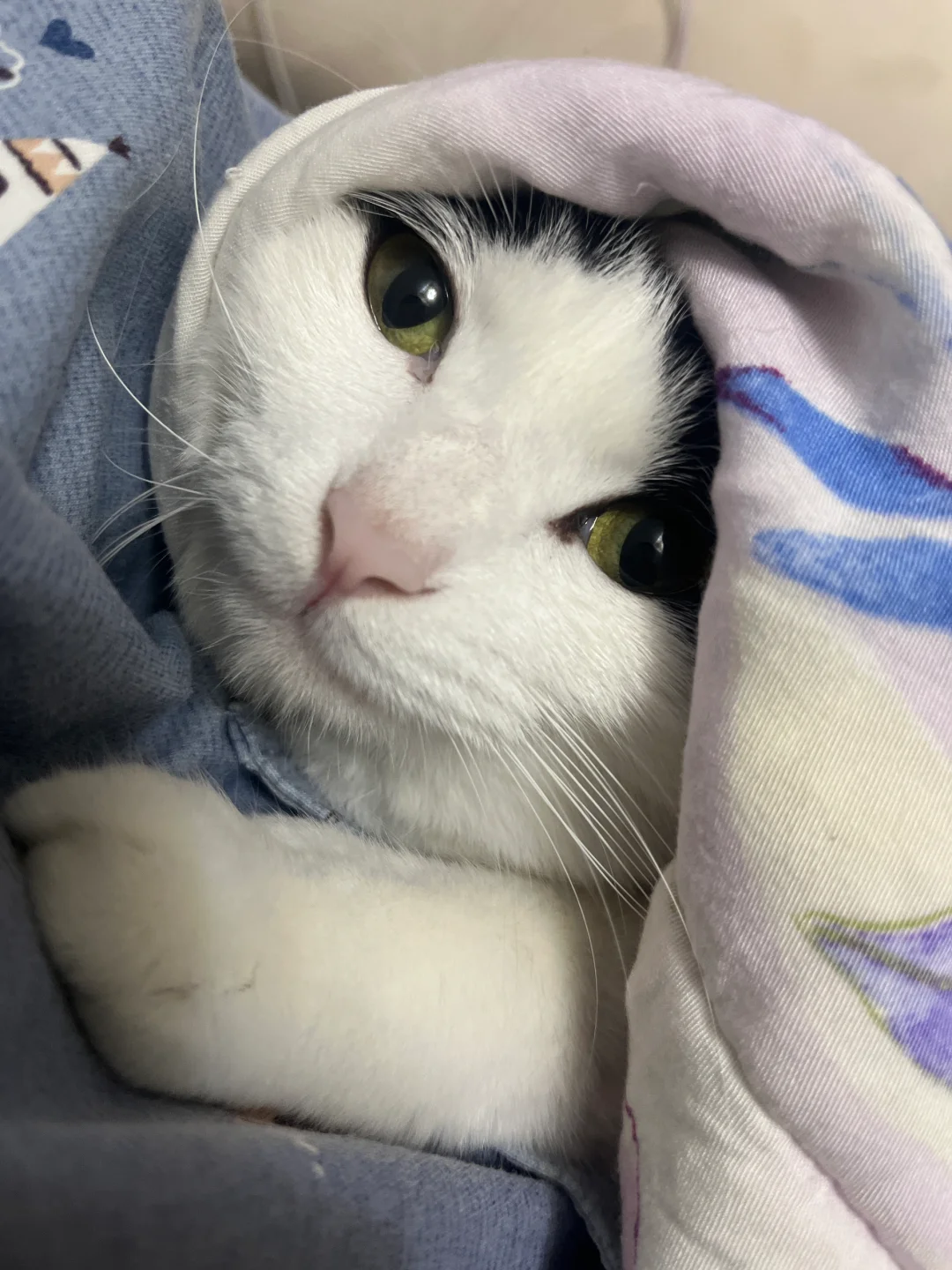 孩子开门，我是狼外婆