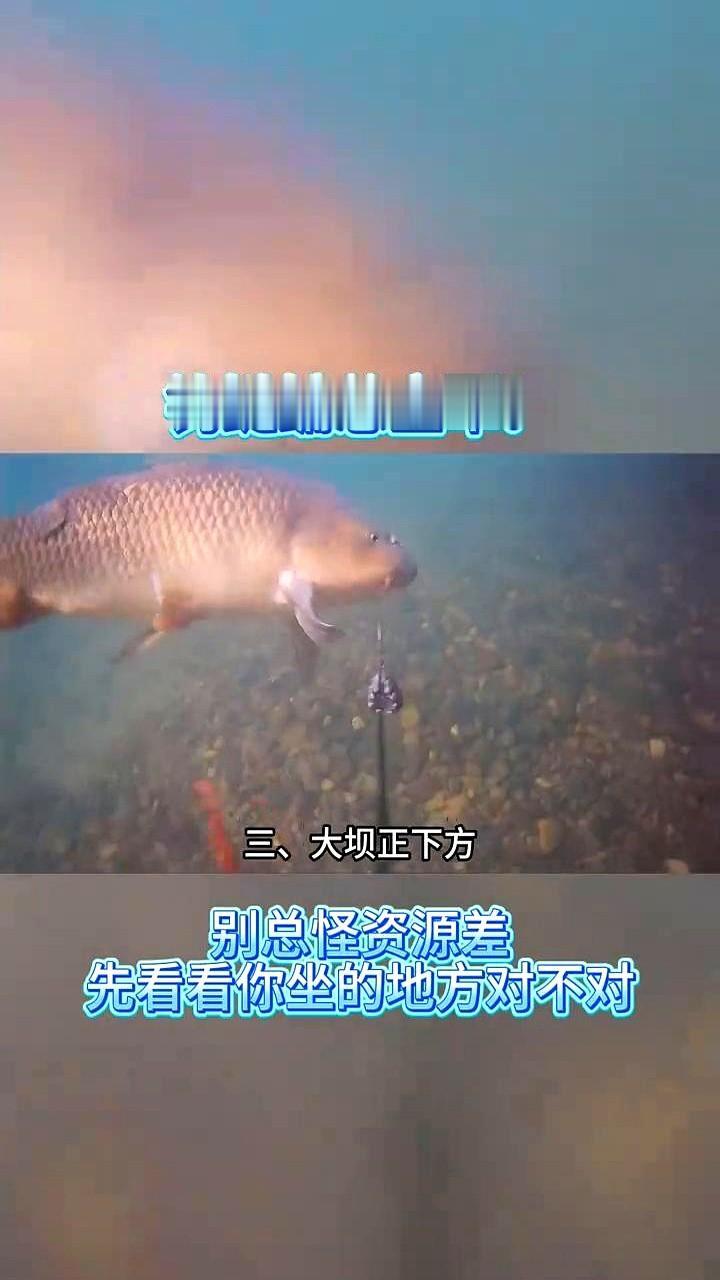 钓鲢鳙，坐错地方，等于提前宣布空军。

别不信，今年夏天鲢鳙对水里氧气要求更高，