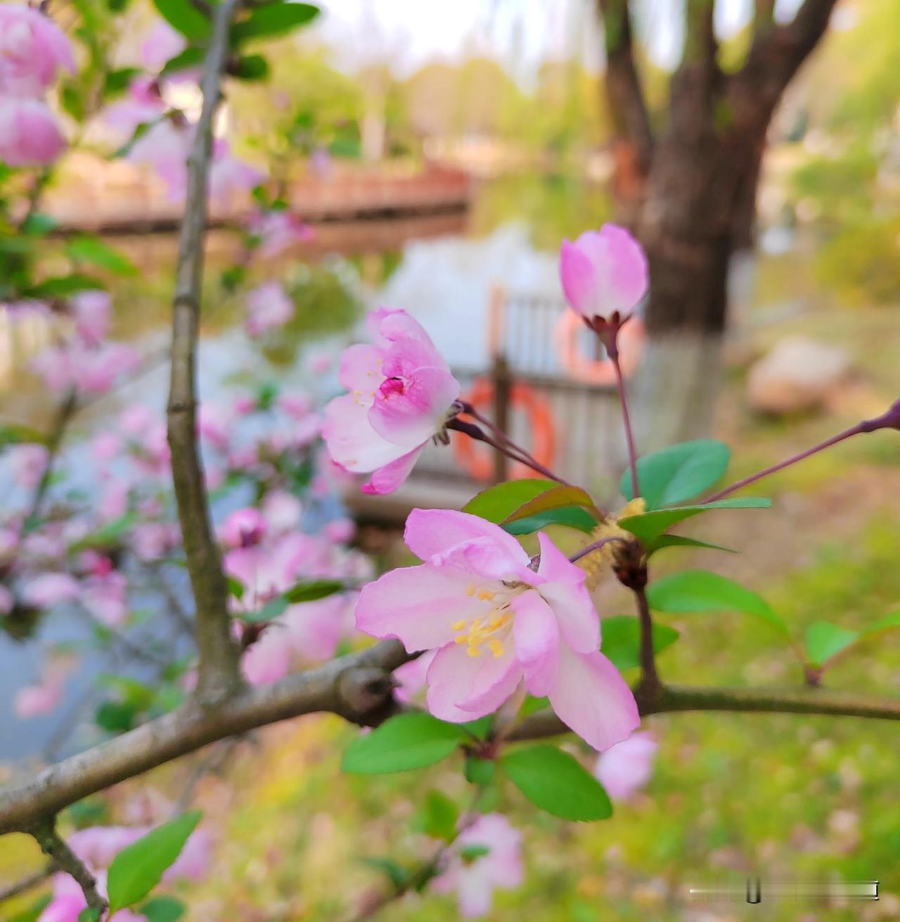 海棠花