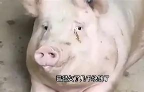 2003年，浙江一老汉买下幼猪，此后一直未能宰杀，那么它能长多么重呢？2007年