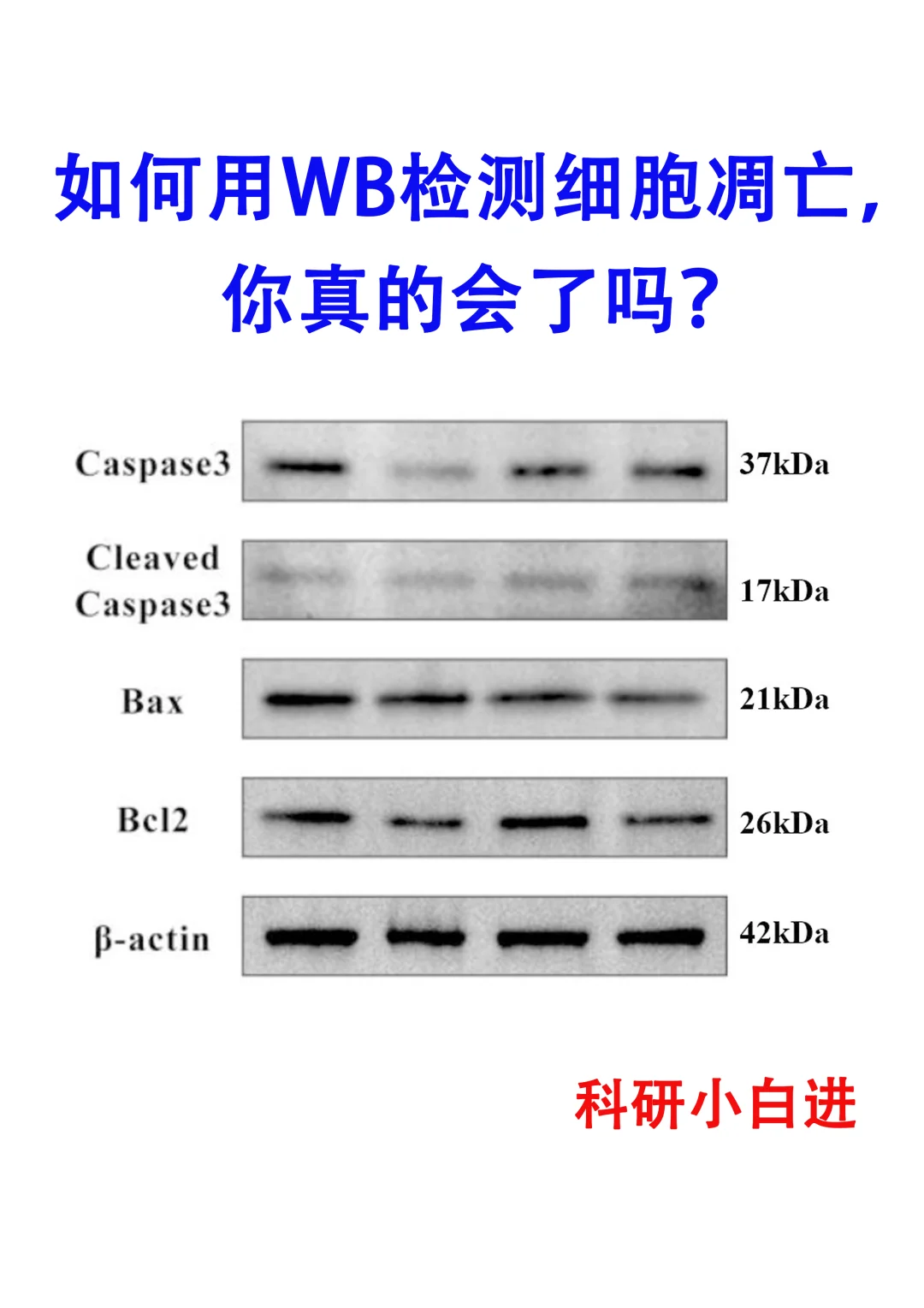 一文教会你用wb技术检测细胞凋亡
