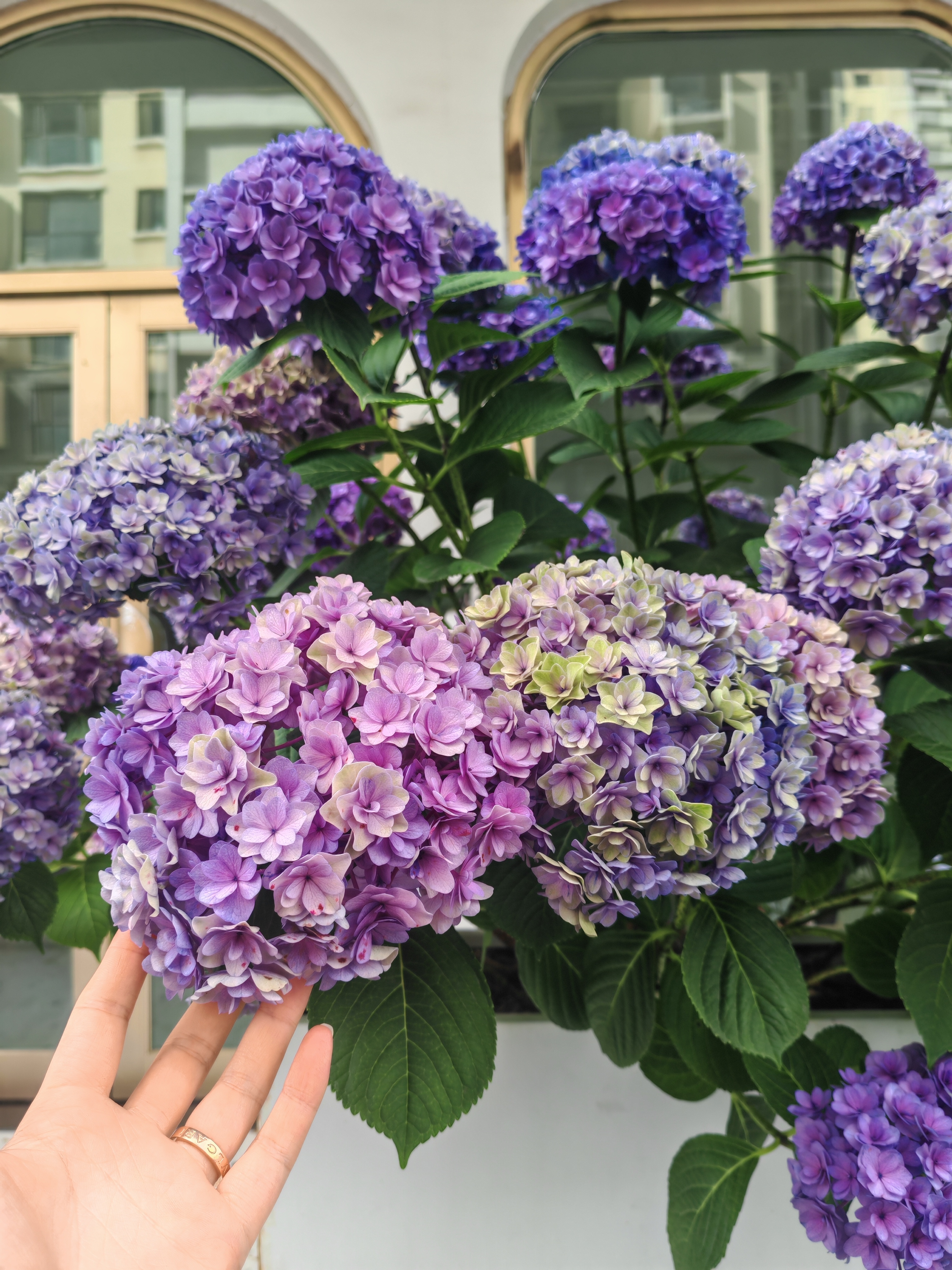 💕夏天深深浅浅的紫色 