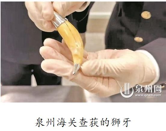 2012年至2017年间，莫桑比克境内的大林波波狮子保护区（Greater Li