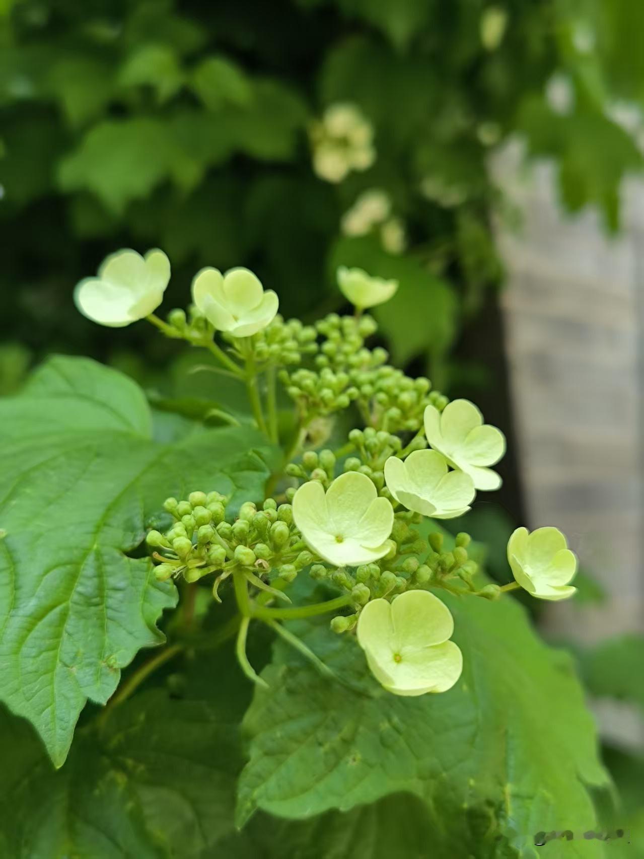 人间四月琼花开，素白胜雪，清雅如诗。
公园里的琼花开了，花朵还没开大时看着是浅绿