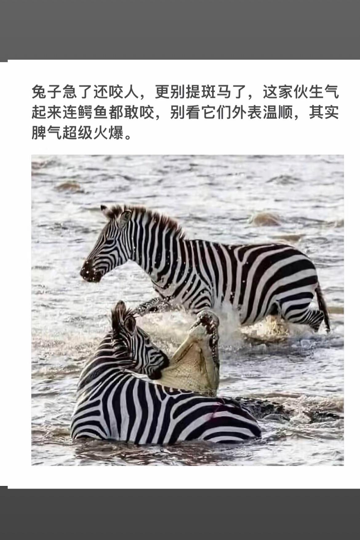 “暴躁斑马大战鳄鱼，谁才是真正的野性王者？”🦄🐍💥