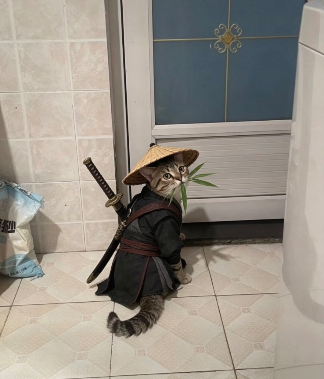 控控，我出去游历两天，你看好家。 