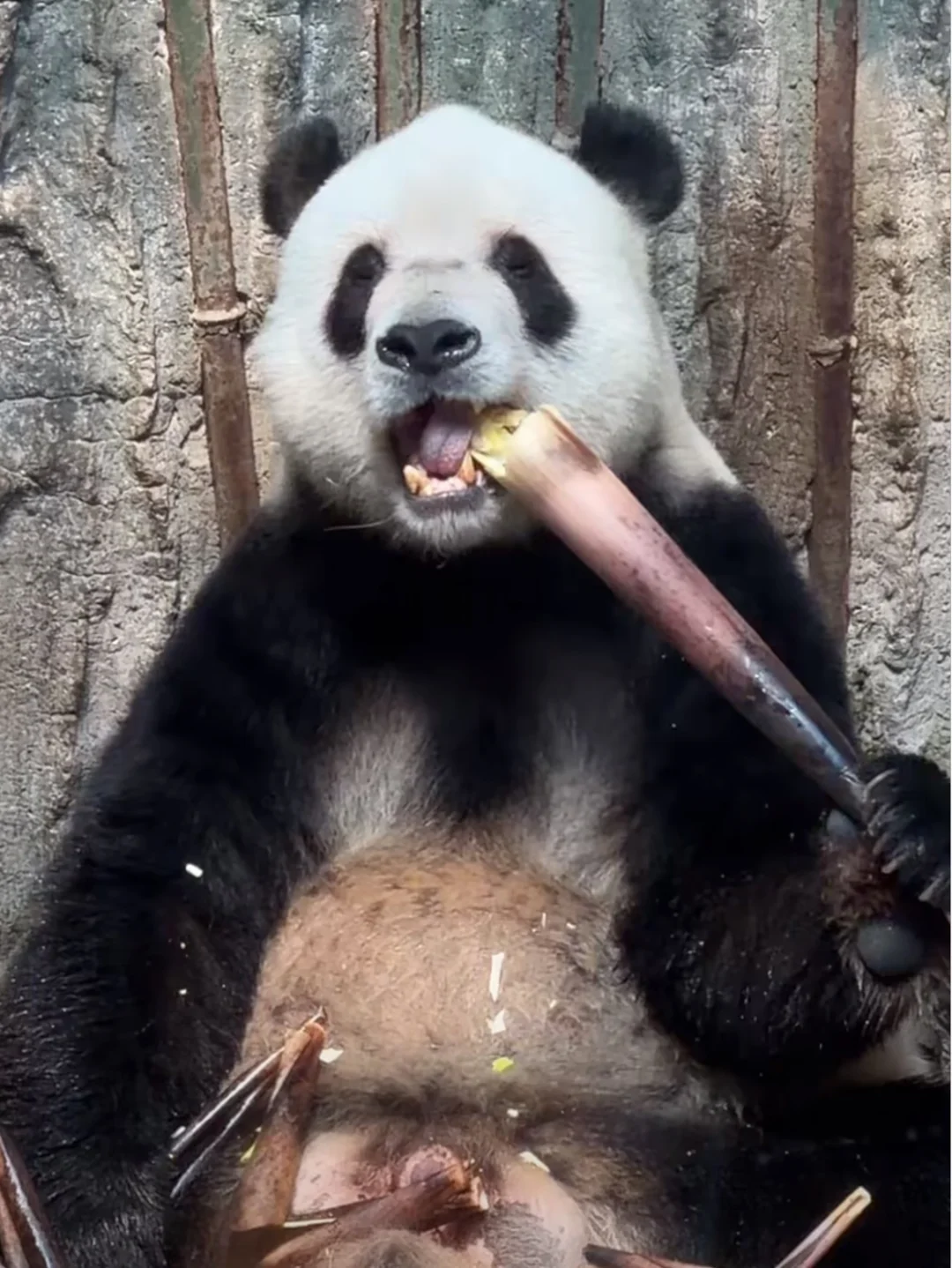 小二熊搬家咯