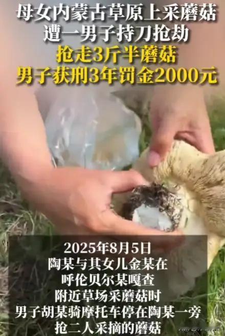 呼伦贝尔的一桩蘑菇抢夺案，表面看似一场草场上的小冲突，实则折射出人性深处的贪欲与