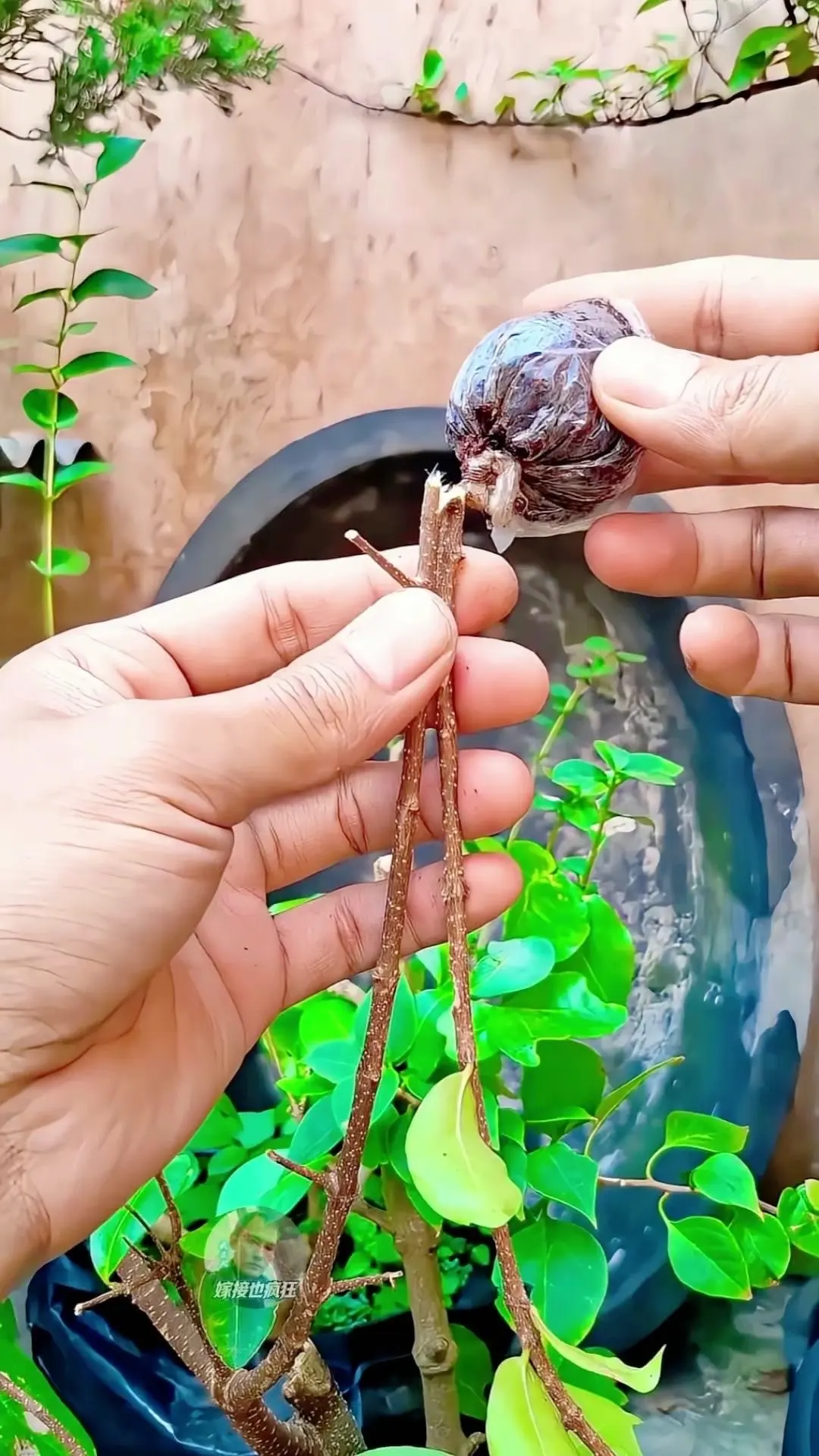💡一根枝条培育新生命的高空压条术。1️⃣选枝:挑健康无病的半木质化枝...