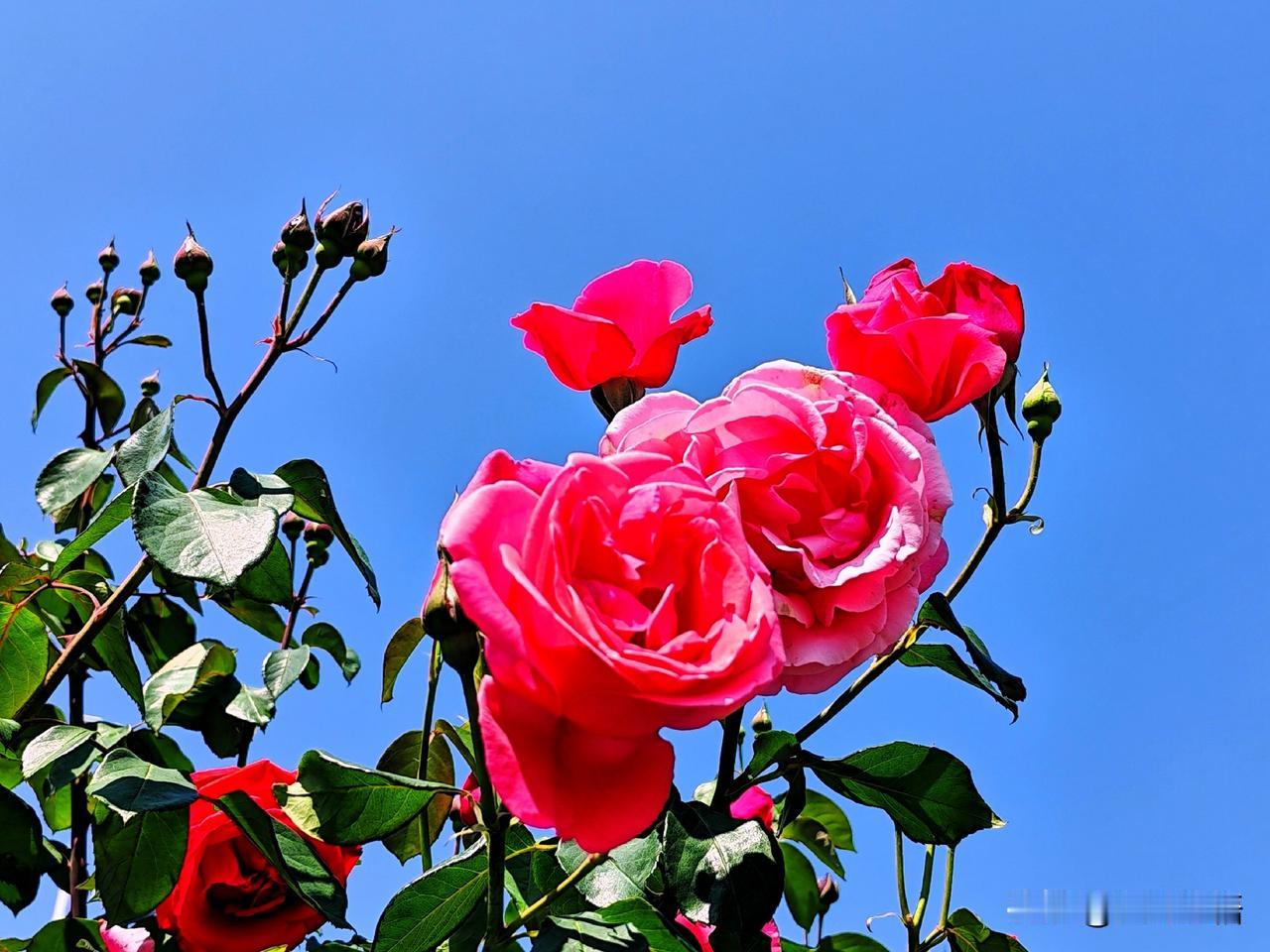 蓝天白云下的娇艳月季，绽放出无限生机与美丽！🌹🌿
