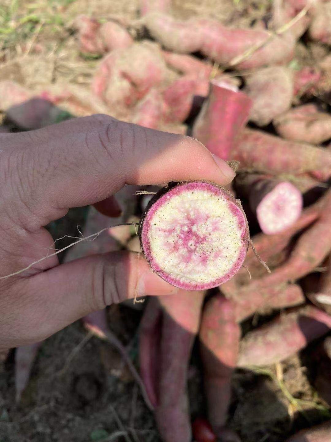 分享我这周有趣的事：收到了粉丝朋友发来的冰淇淋红薯，第一次吃，颜色真的很像冰淇淋