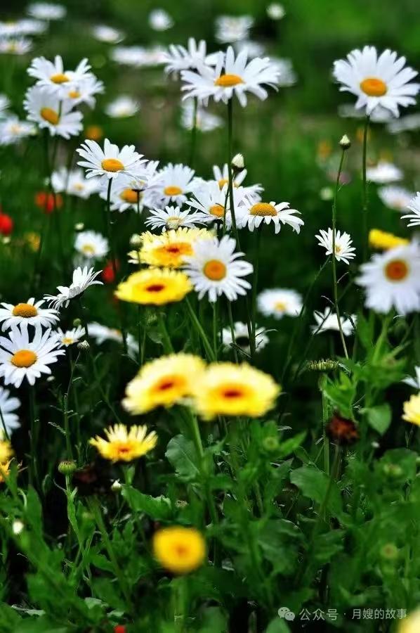 捣练子·野花
生野径，自芳华，
默默扎根向晚霞。
不羡人间桃李艳，
漫山开遍任风