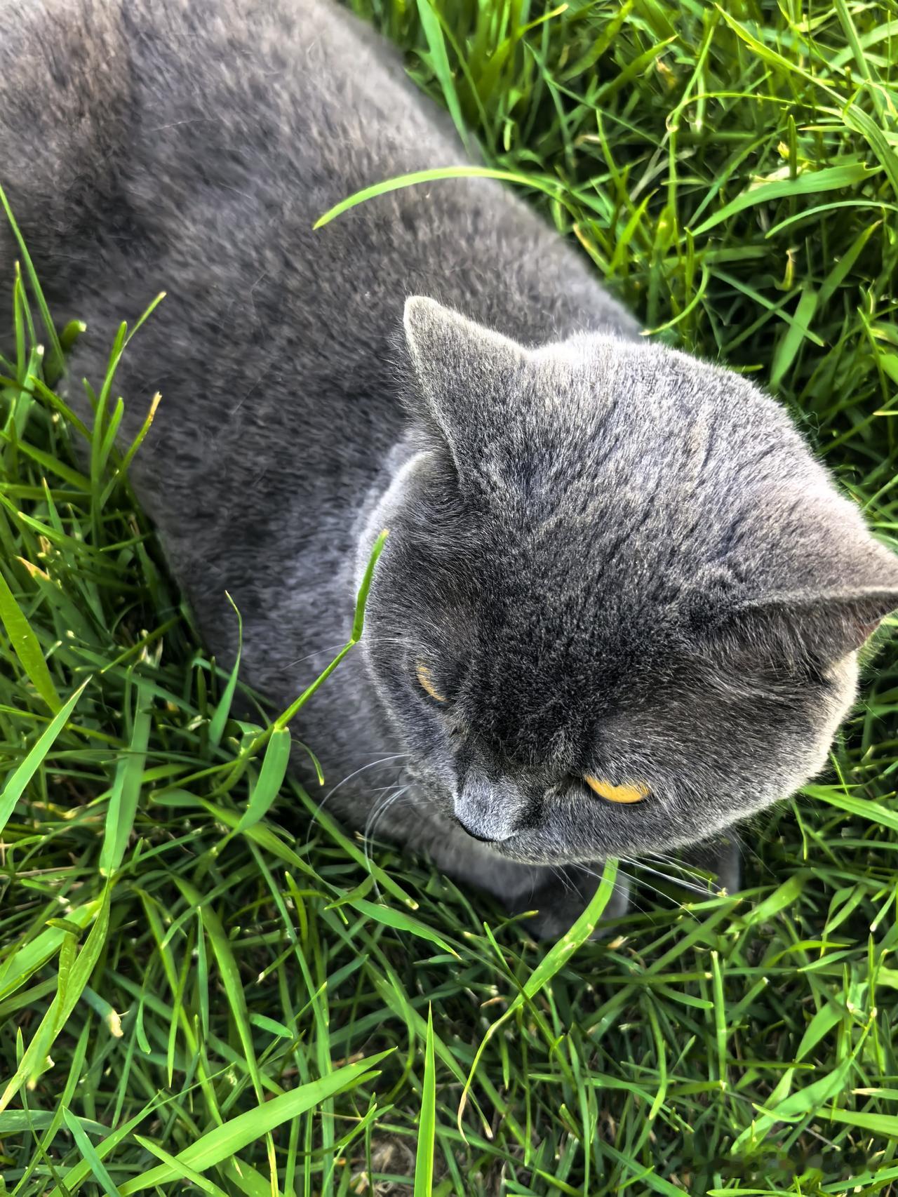 在草地上乘凉的猫咪。