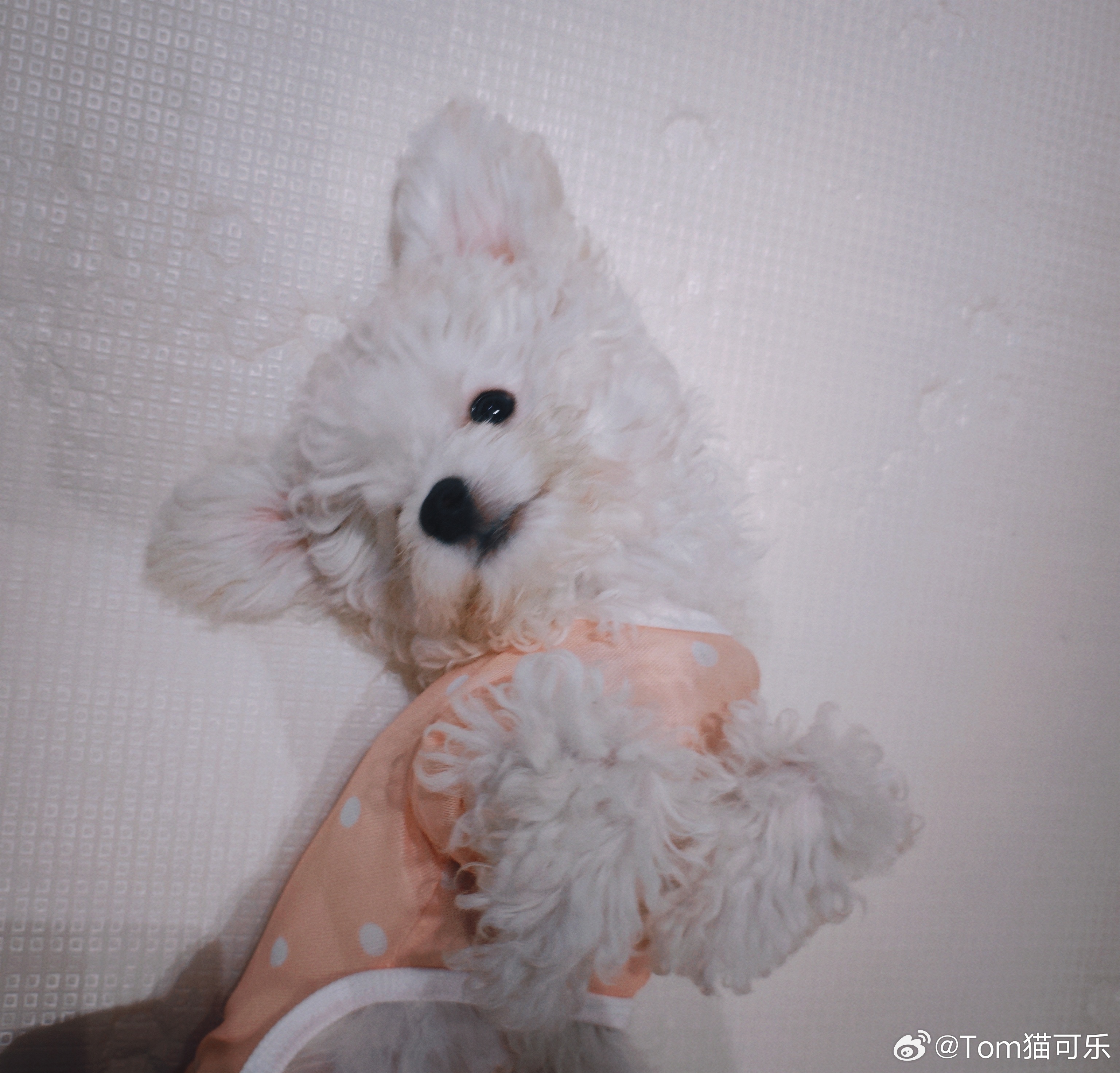 汪汪！（翻译：今天也是啥也没干的一天） 