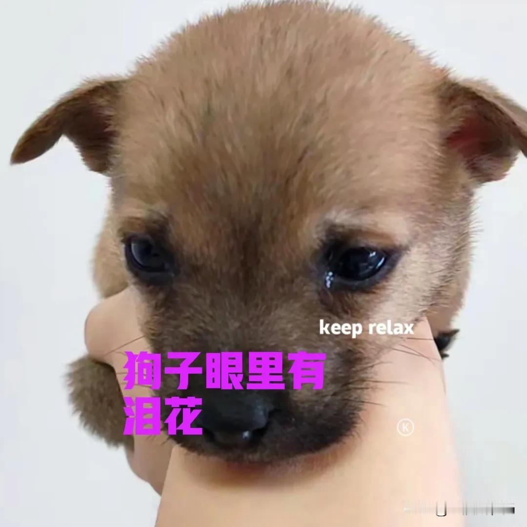 可怜的小狗，被人遗弃在路边，让我捡了回来。给小狗洗了个热水澡，喂了一点东西，小狗