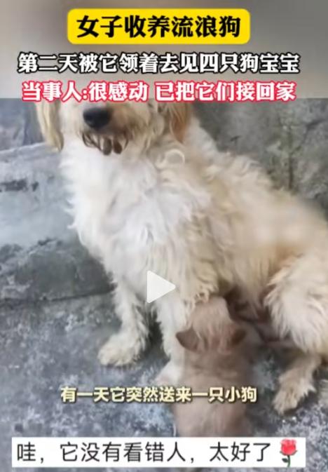 “万物皆有灵！”河南，女子对怀孕的流浪狗说: “你生完小狗，能不能给我送一只过来