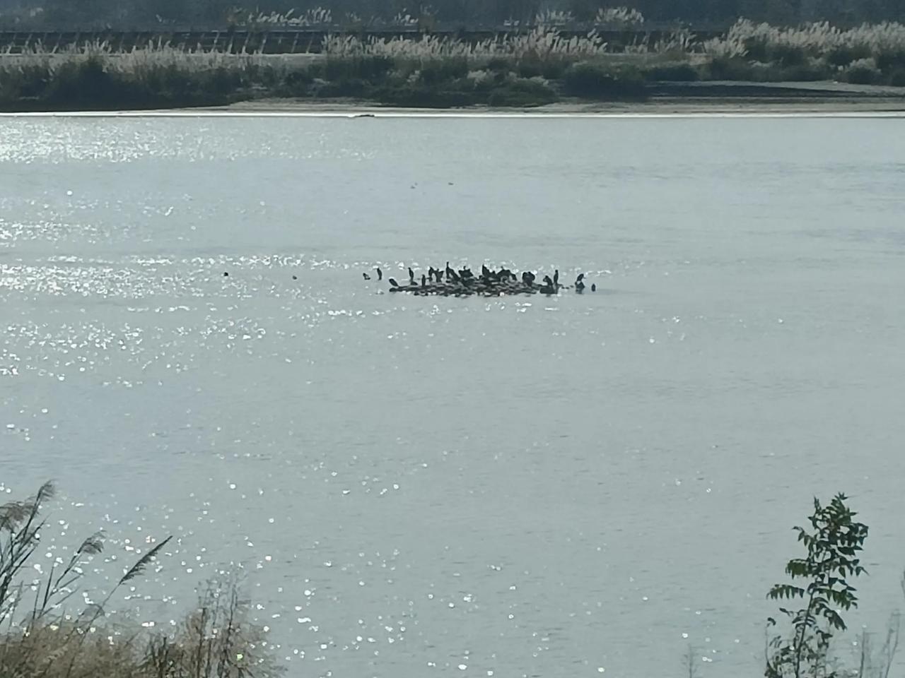 它们也在晒着太阳呢！涪江乃绵阳的主要河流，其发源于四川省松潘县和平武县之间的岷山