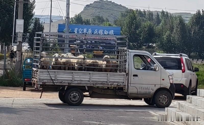 这些羊即将走向生命的终点！
