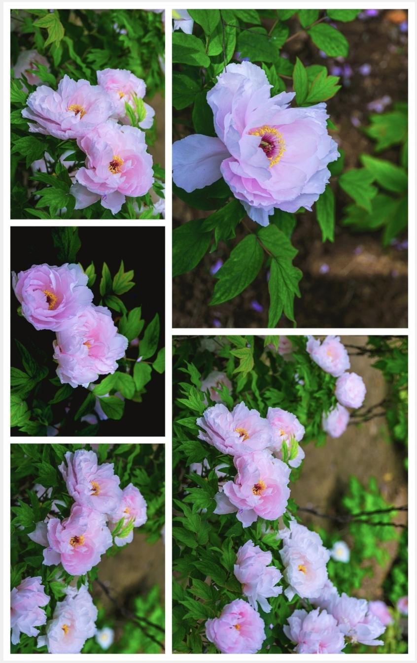 【洛阳牡丹秀】
3、浅粉牡丹：花瓣柔润层叠，呈淡雅的浅粉调，边缘泛白，金黄花蕊醒