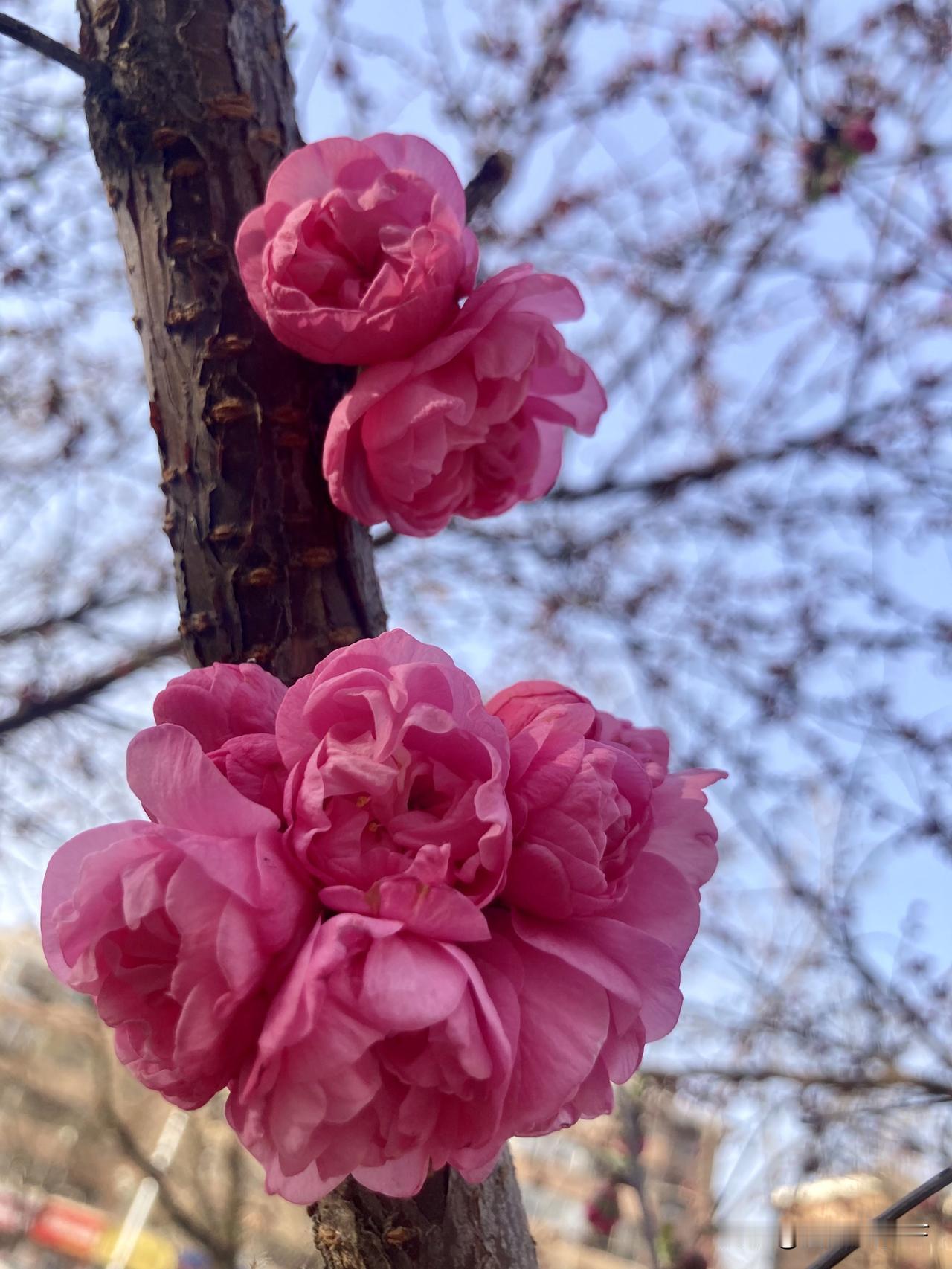 朋友，你认识榆叶梅吗？
相信许多朋友把它认作“桃花”，
没错，（图片均为榆叶梅）