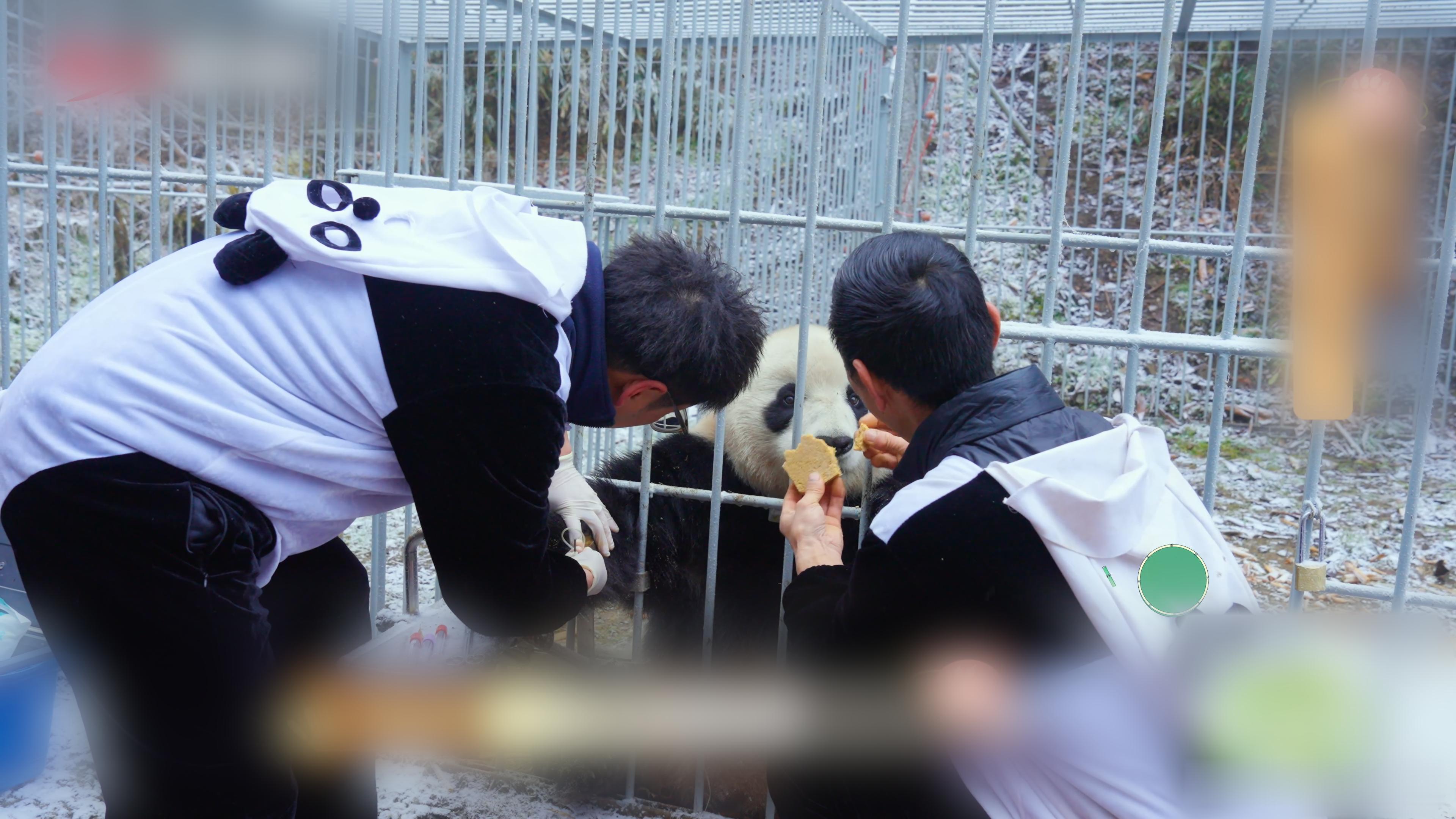 在雅安打卡青阳同款乖巧  没有固定的饭点，只有随时响起的出诊呼唤；没有轻松的假期