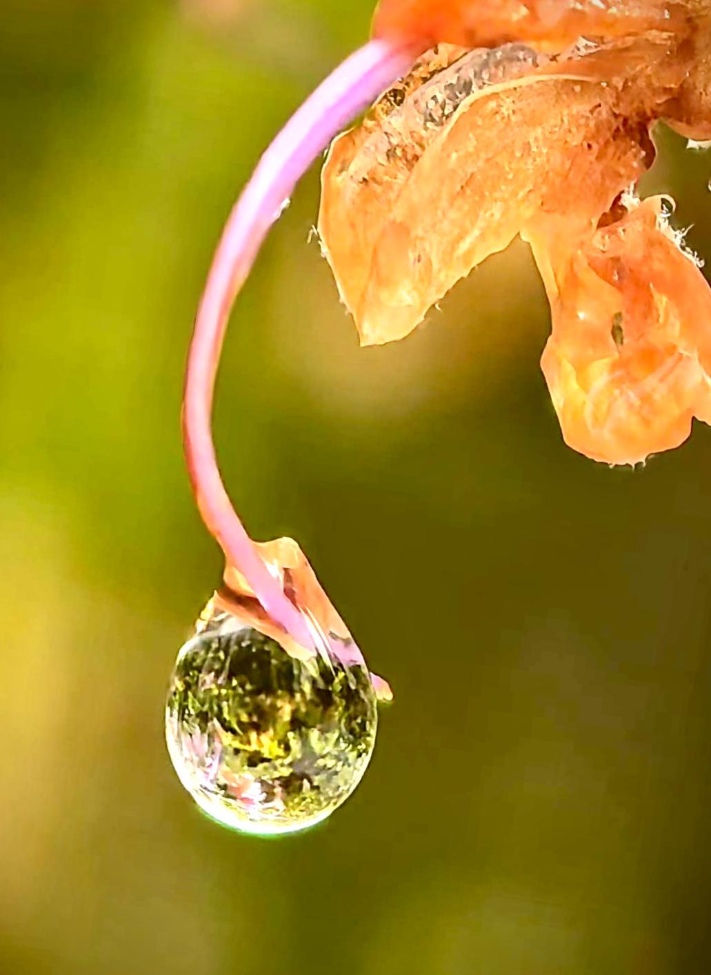 手机拍水滴？

         照片的主角是一颗水滴。它像一枚天然的透明透镜，