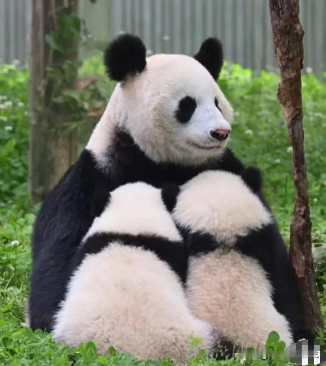福凤一熊带双胞胎姐妹星竹绿竹挺辛苦的，它非常有耐心，再累也要带好娃，虽然有时候孩