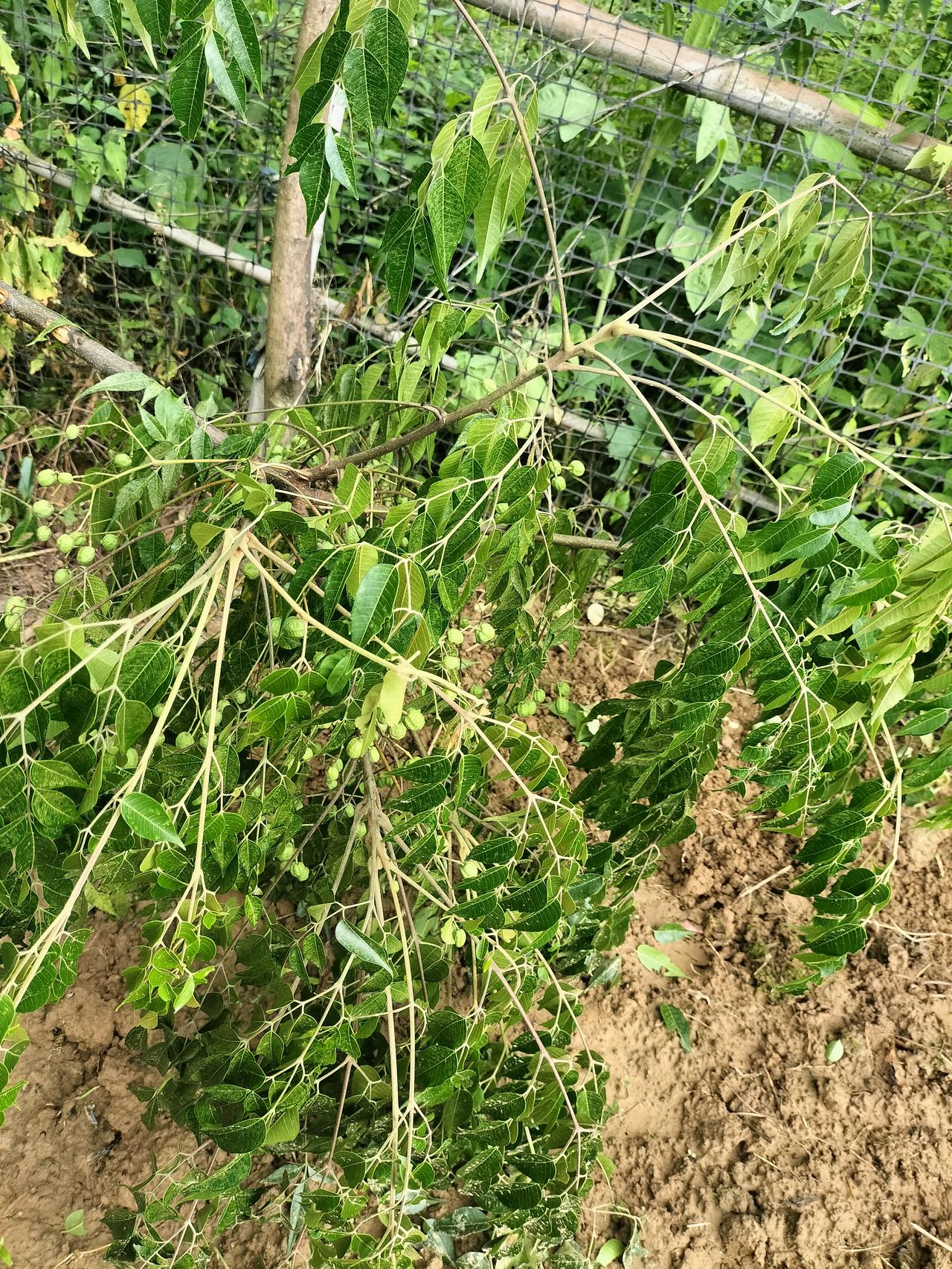 昨晚狂风暴雨，一棵树被吹倒了，我徒手把树枝扭断了，这棵树长满了一颗颗的绿色果子，