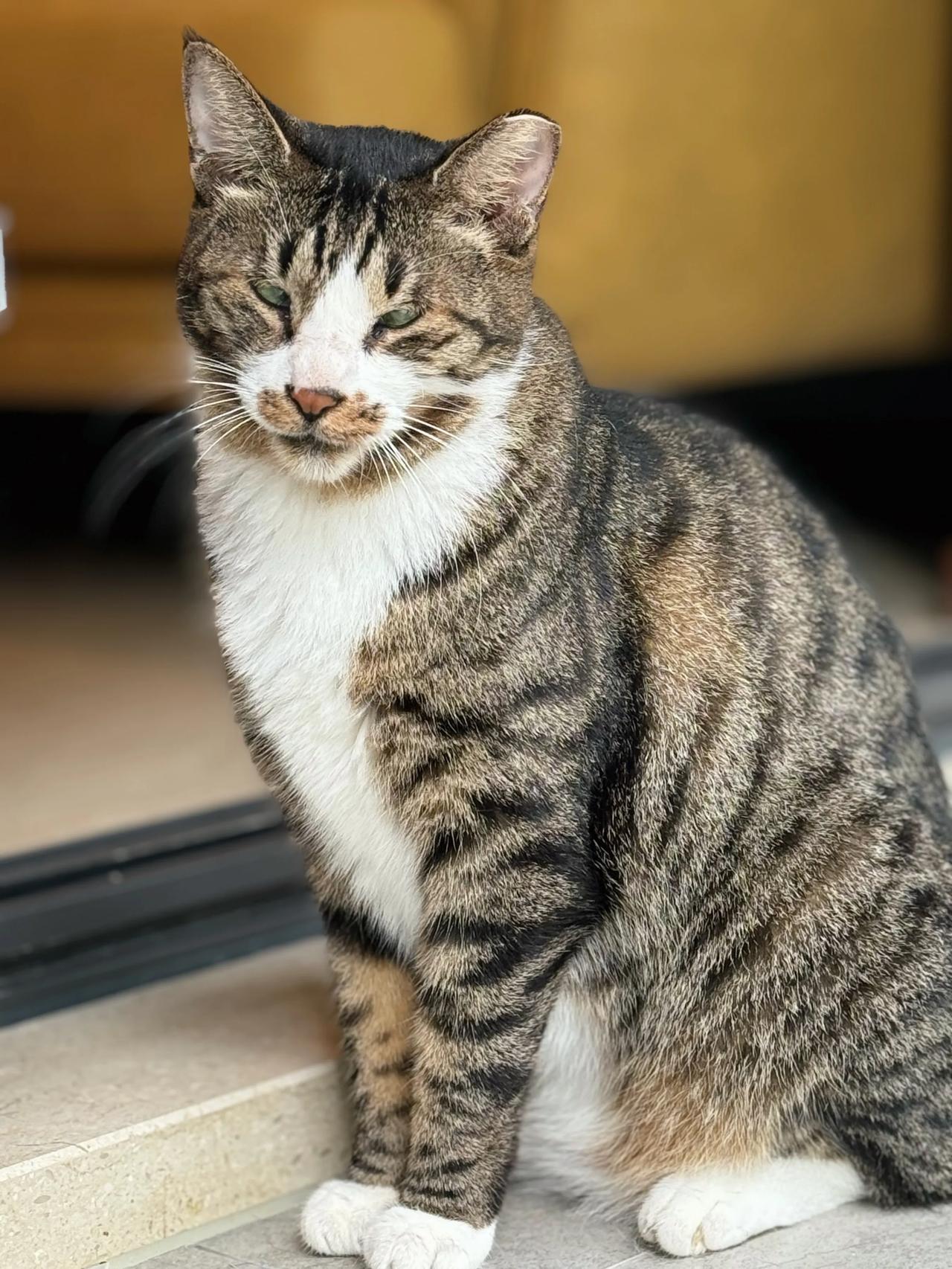 麻麻，我好想去院子玩！
#猫咪# #萌宠#
