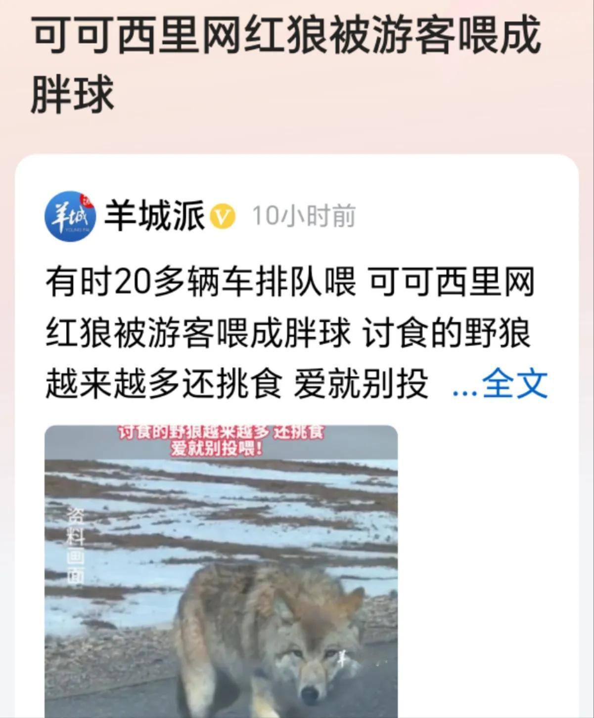 被投喂成胖球的可可西里胖球红狼

这是一只可可西里国道上会撒娇卖萌的红狼，因为可