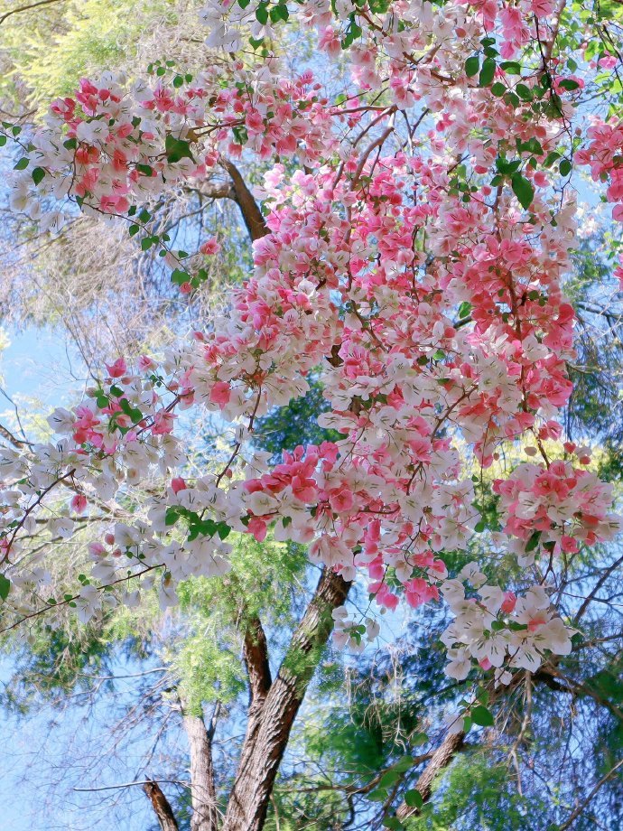 春不迟 花相似🌸 