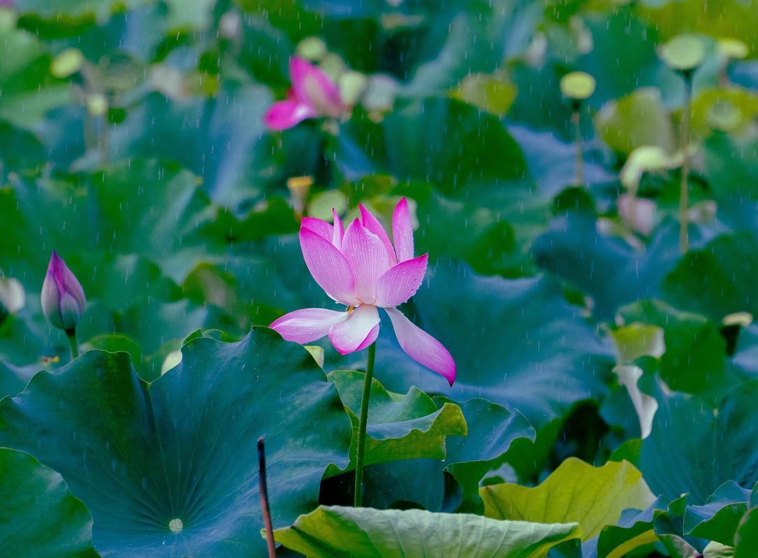 下联：雨洒夏荷满池香。

（图片来自网络）