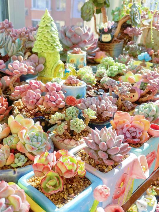 周末的多肉，我爱我家的小角落。