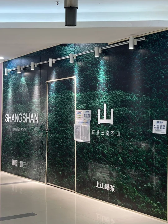 云南喝过一直心挂挂的上山喝茶终于开来广州