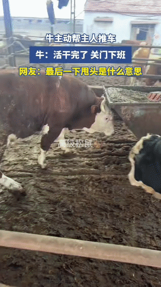 全网最“敬业”的牛！主动帮主人推车清圈，干完活甩头关门下班。
 
这头牛简直成精
